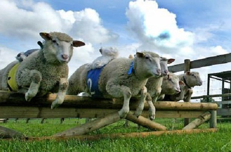 Giải m&atilde; giấc mơ thấy động vật